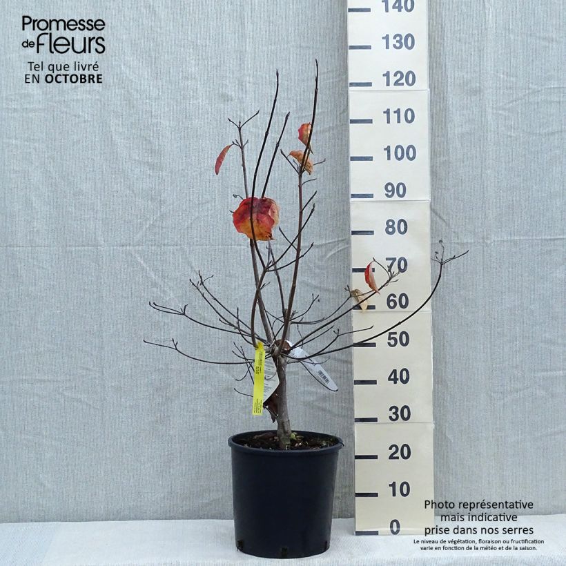Cornus Ascona - Flowering Dogwood 7.5L/10L pot sample as delivered in autumn