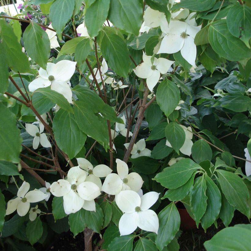 Cornus nuttalii Eddies White Wonder - Flowering Dogwood (Flowering)