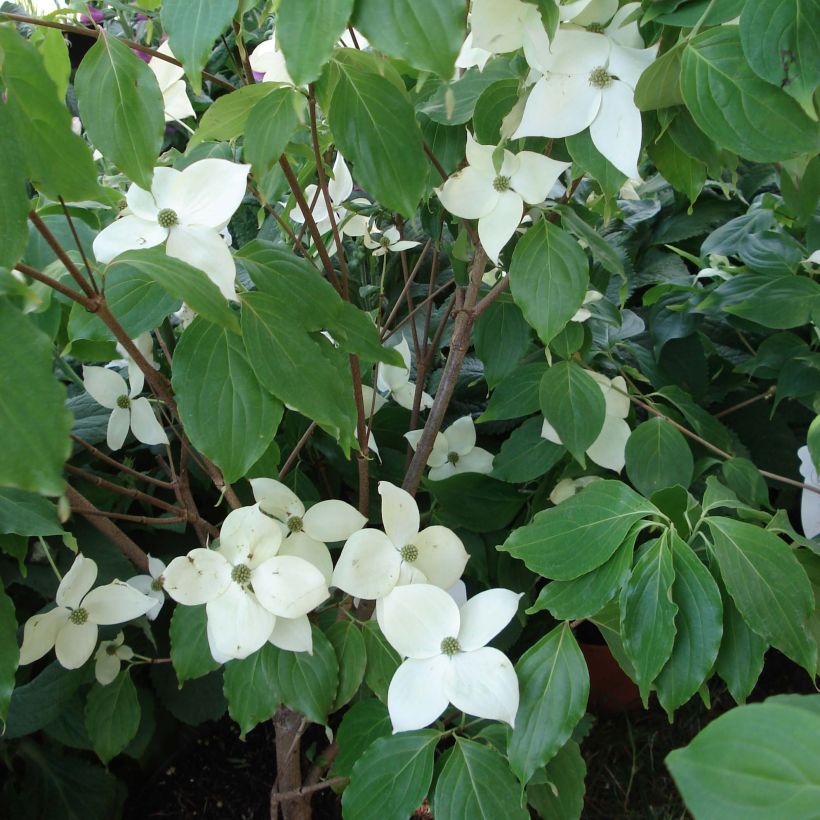 Cornus nuttalii Eddies White Wonder - Flowering Dogwood (Plant habit)