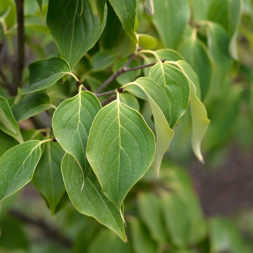 Cornus nuttalii Eddies White Wonder - Flowering Dogwood (Foliage)