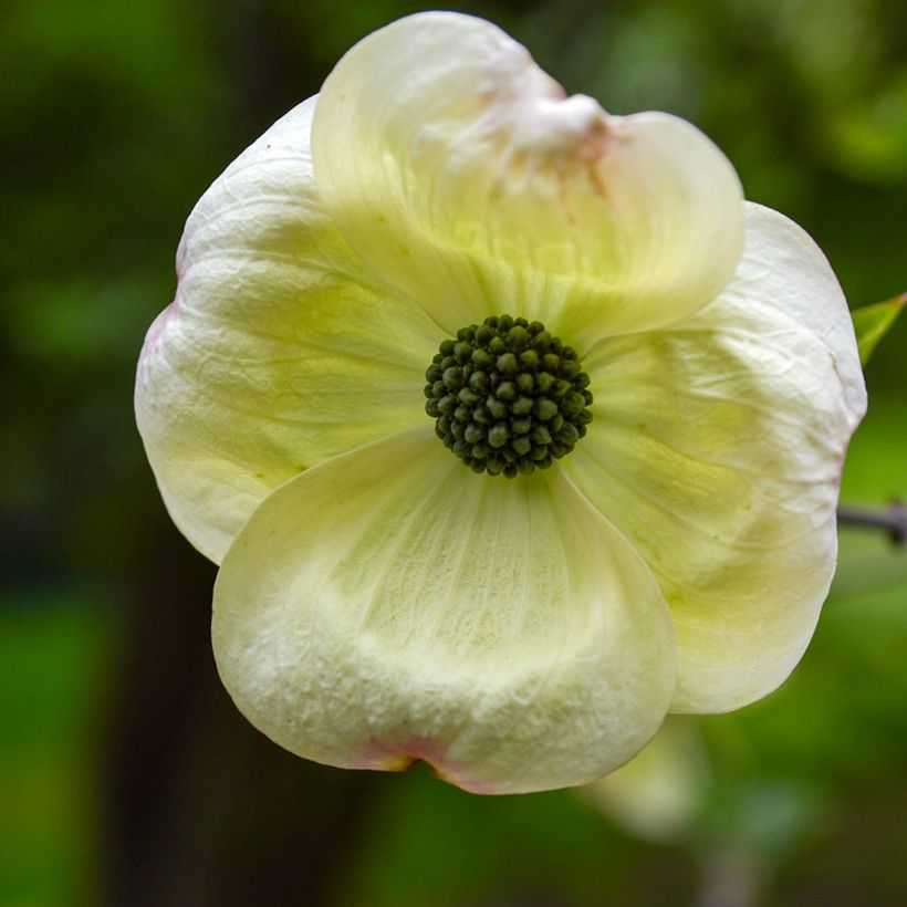 Cornus nuttalii Eddies White Wonder - Flowering Dogwood (Flowering)