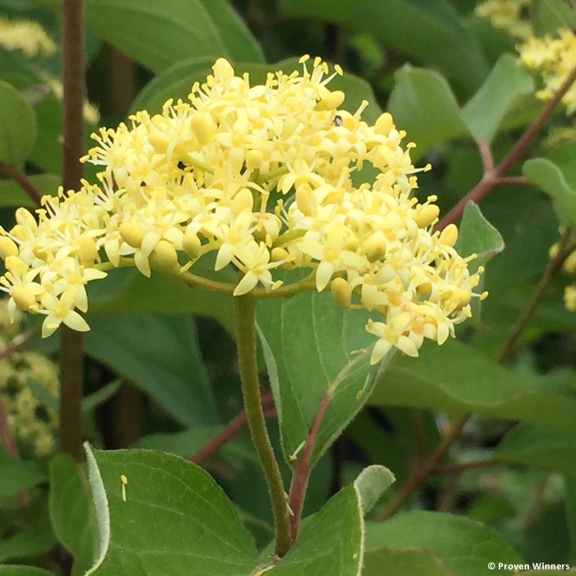 Cornus asperifolia var. drummondii SUNSHINY DROPS (Flowering)