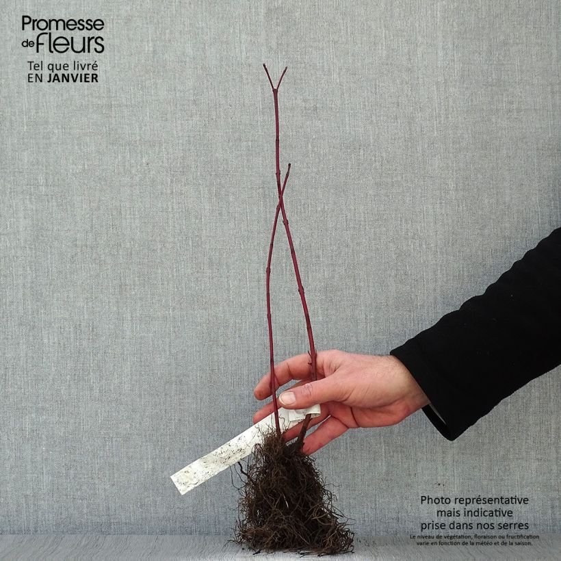 Cornus alba Aurea - White Dogwood Bare root sample as delivered in winter