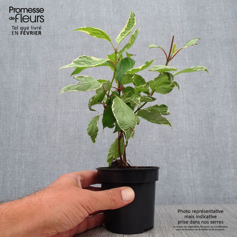 Cornus alba Cream Cracker - White Dogwood 10cm/11cm pot sample as delivered in autumn