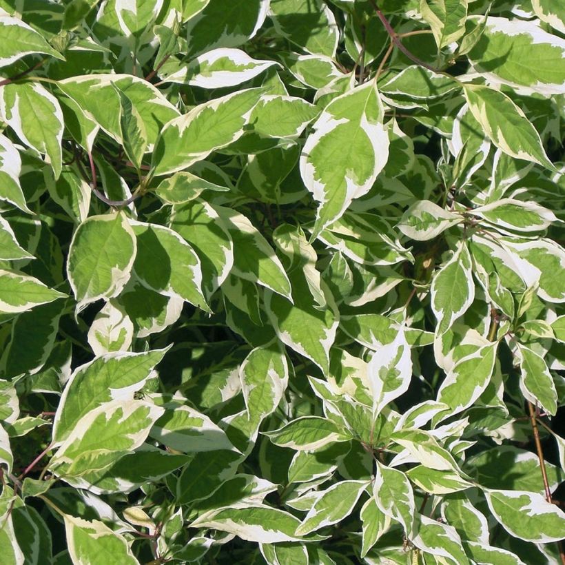 Cornus alba Elegantissima - White Dogwood (Foliage)