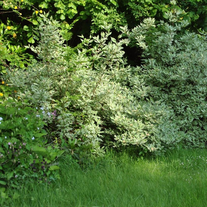 Cornus alba Elegantissima - White Dogwood (Plant habit)