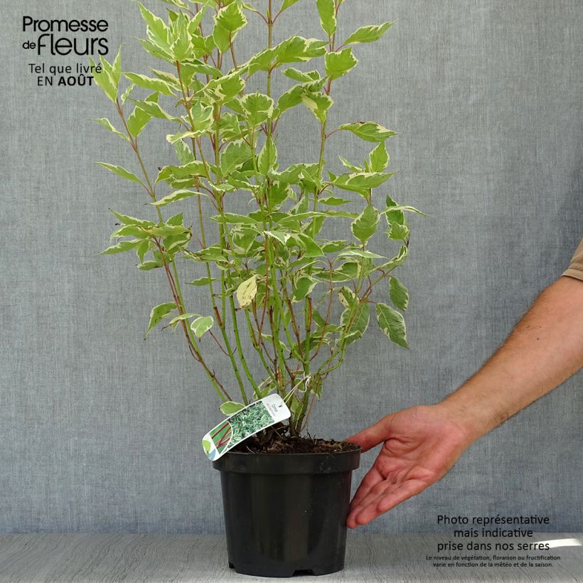 Cornus alba Elegantissima - White Dogwood 2L/3L pot sample as delivered in summer