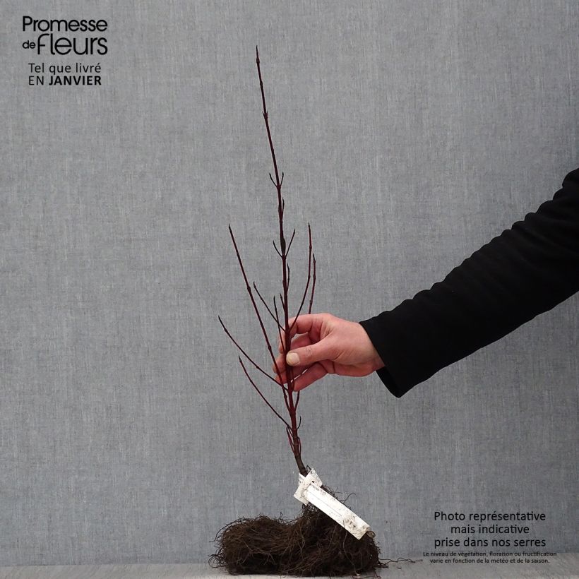 Cornus alba Elegantissima - White Dogwood Bare root sample as delivered in winter