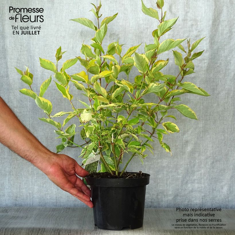Cornus alba Gouchaultii - White Dogwood 3L/4L pot sample as delivered in summer