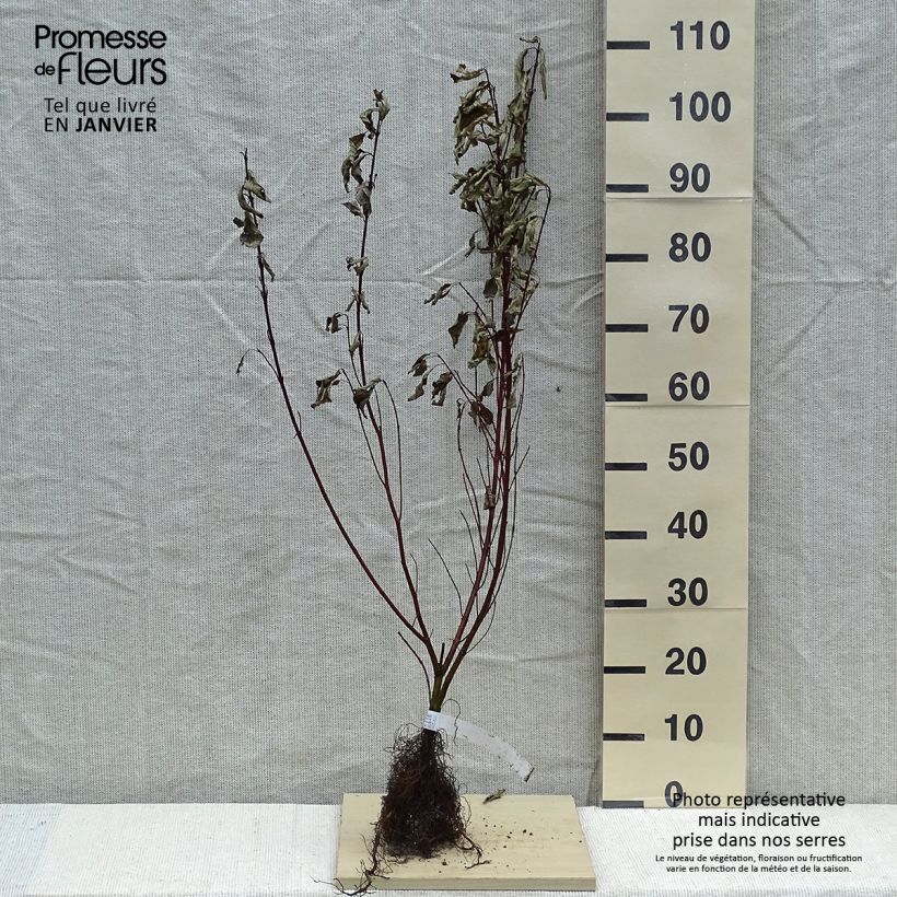 Cornus alba Gouchaultii - White Dogwood Bare root sample as delivered in winter