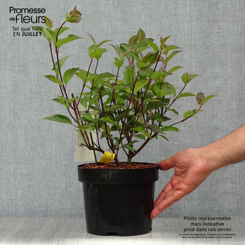 Cornus alba Kesselringii - White Dogwood 2L/3L pot sample as delivered in summer