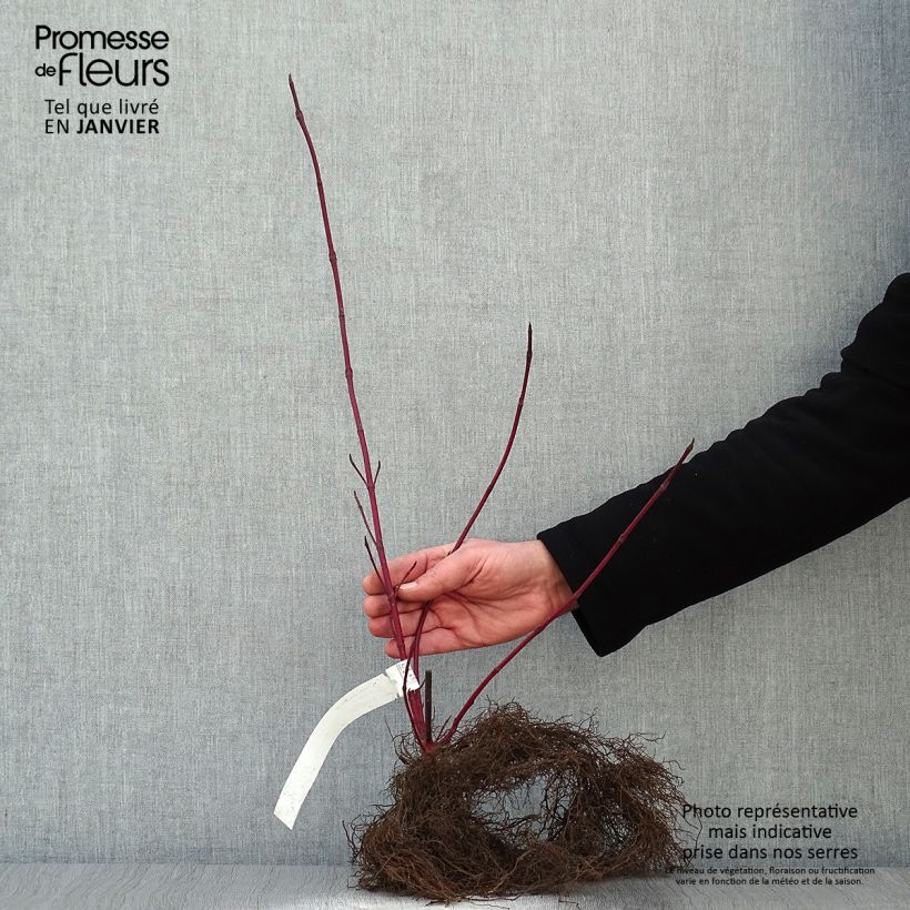 Cornus alba Sibirica - White Dogwood Bare root sample as delivered in winter
