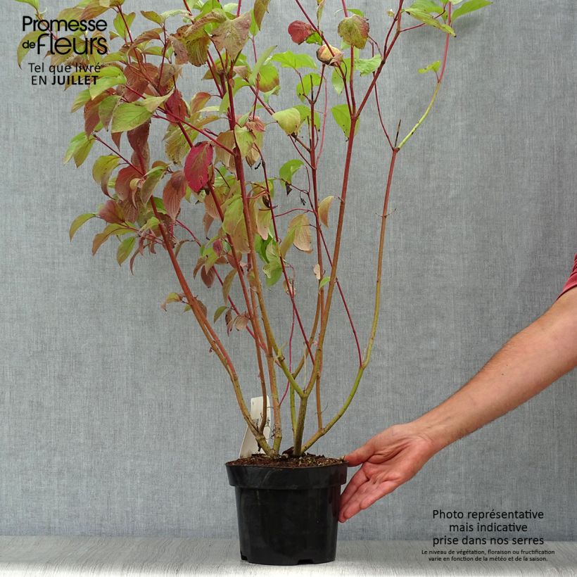 Cornus alba Sibirica - White Dogwood 2L/3L pot sample as delivered in summer