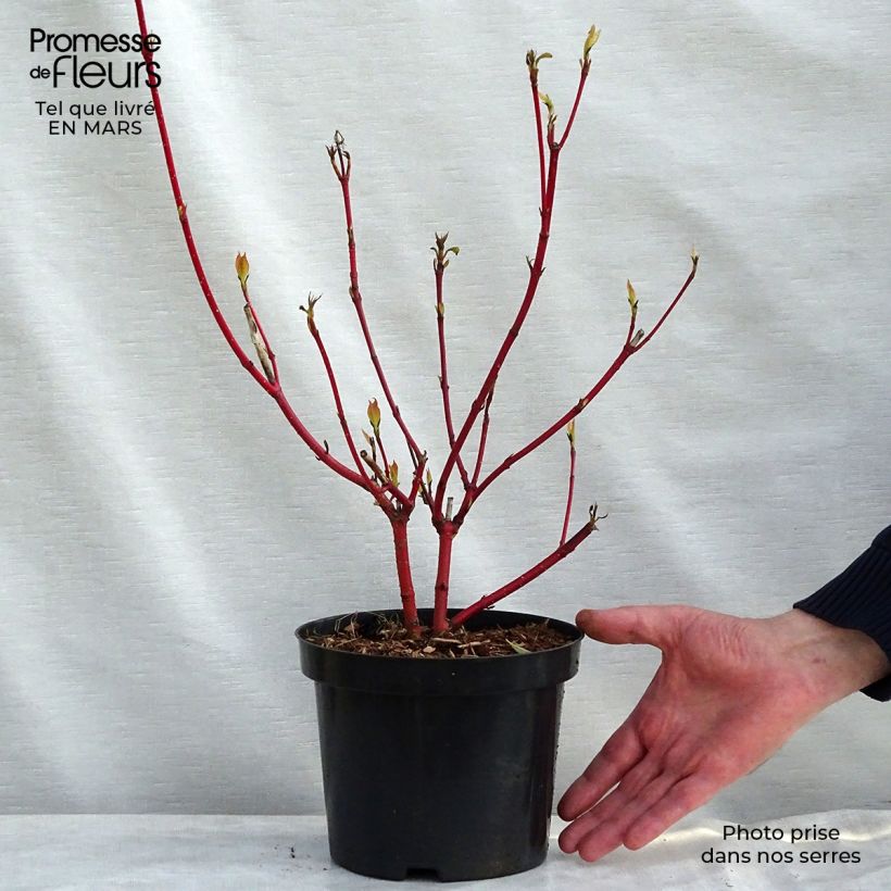 Cornus alba Sibirica - White Dogwood 2L/3L potShipped height around 80/100cm sample as delivered in spring