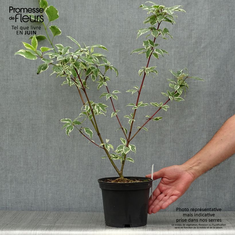 Cornus alba Sibirica Variegata - Variegated Dogwood 2L/3L pot sample as delivered in summer