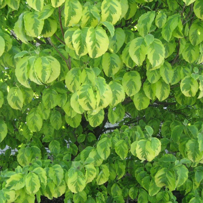 Cornus alba Spaethii - White Dogwood (Foliage)