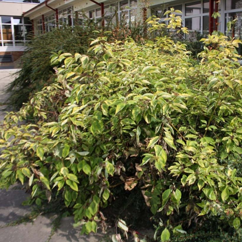 Cornus alba Spaethii - White Dogwood (Plant habit)