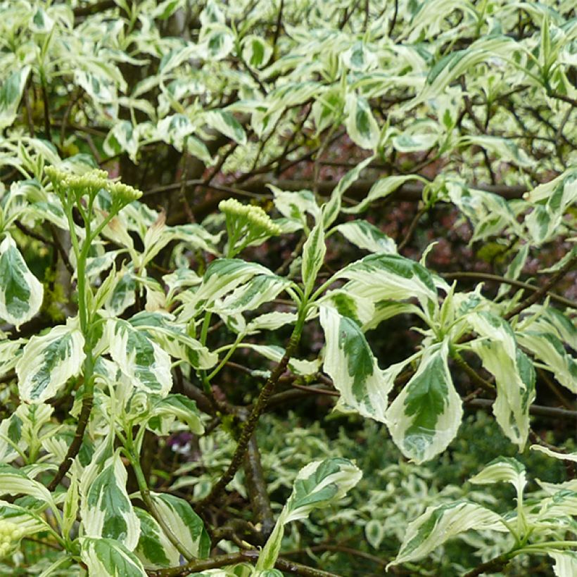 Cornus alternifolia Argentea - Pagoda Dogwood (Foliage)