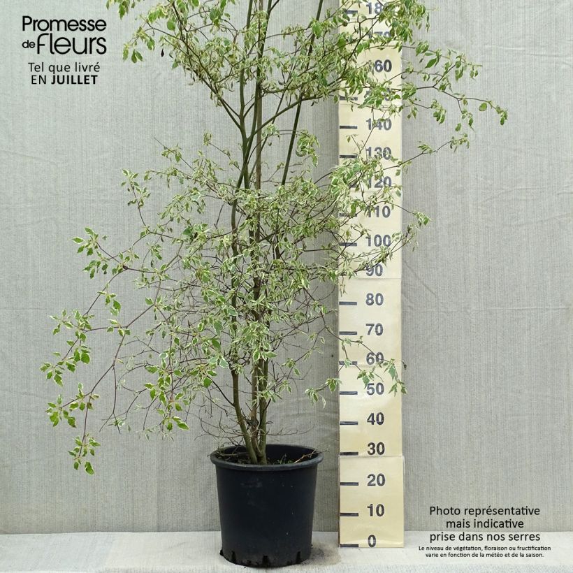 Example of Cornus alternifolia Argentea - Pagoda Dogwood as you get in ete