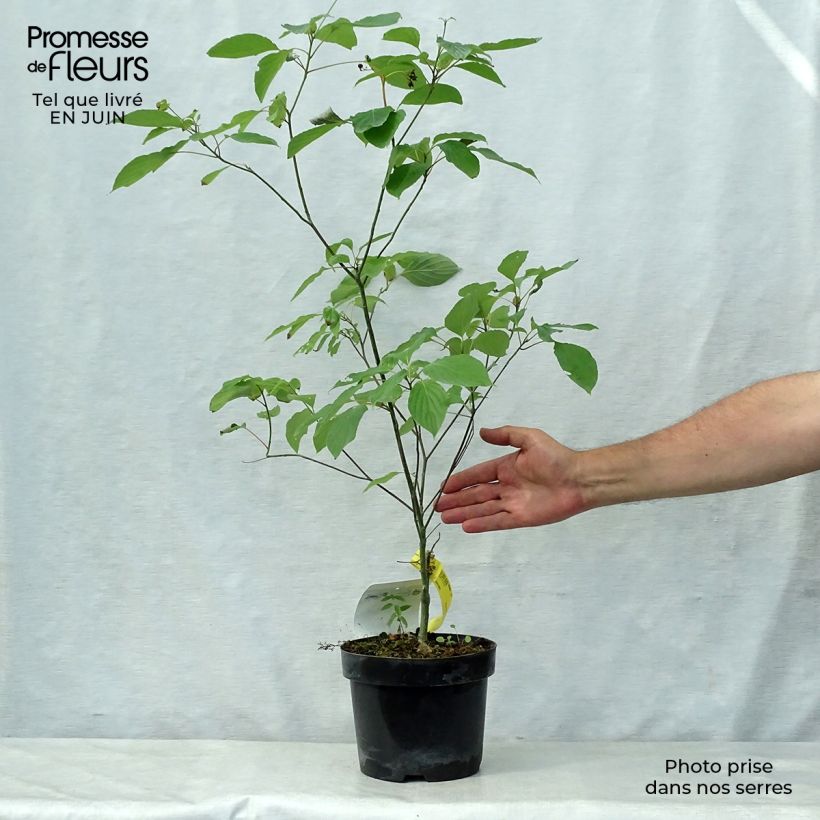 Cornus alternifolia - Pagoda Dogwood 3L/4L pot sample as delivered in summer