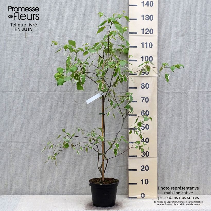 Cornus alternifolia Pinky Spot Minpinky - Pagoda Dogwood 4L/5L pot sample as delivered in summer