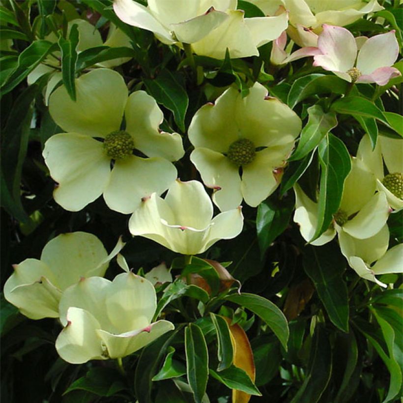 Cornus capitata - Flowering Dogwood (Flowering)