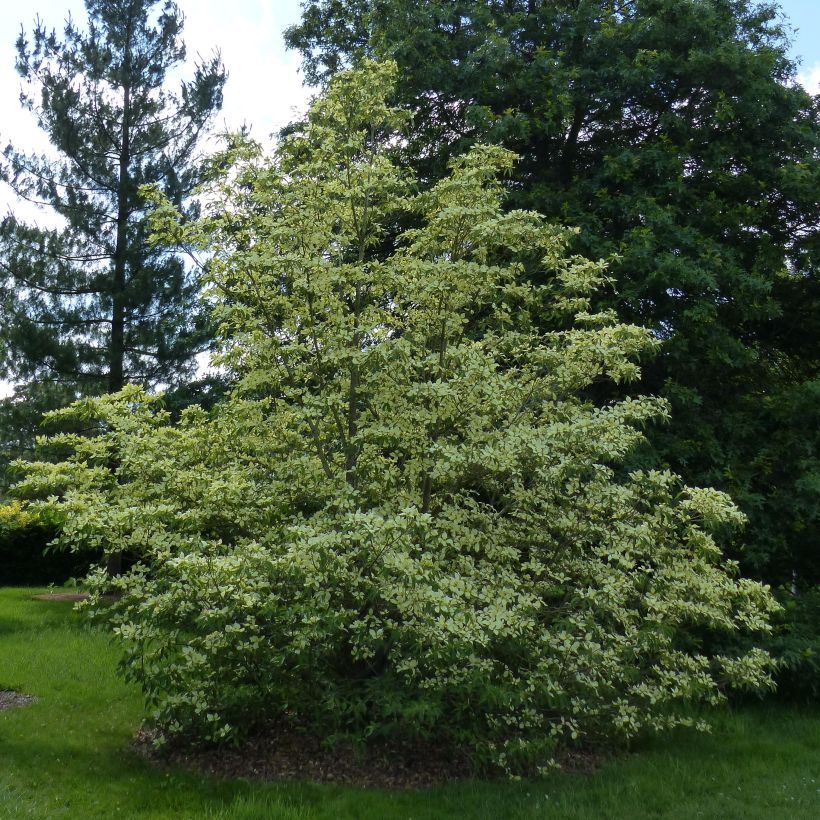Cornus capitata - Flowering Dogwood (Plant habit)