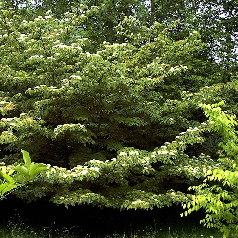 Cornus controversa - Giant Dogwood (Plant habit)