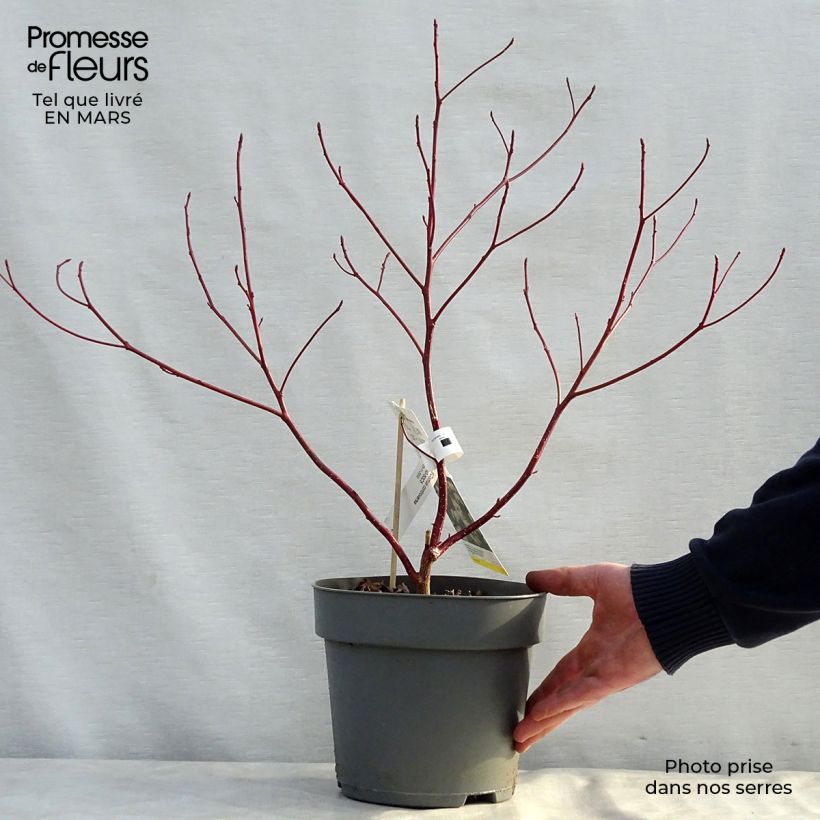Cornus controversa - Giant Dogwood sample as delivered in spring