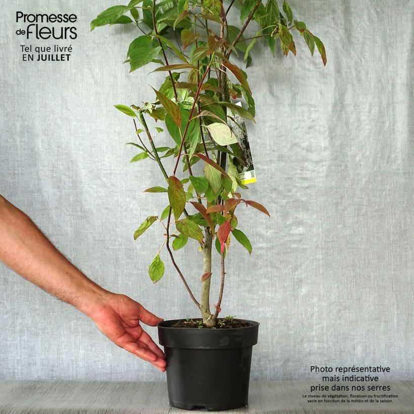 Cornus controversa - Giant Dogwood 4L/5L pot sample as delivered in summer