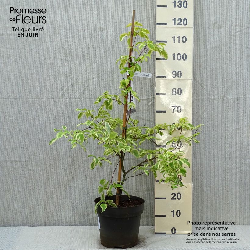 Cornus controversa Gosia - Giant Dogwood 7.5L/10L pot sample as delivered in spring