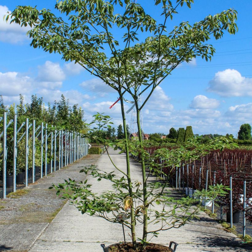 Cornus controversa - Giant Dogwood sample as delivered in spring