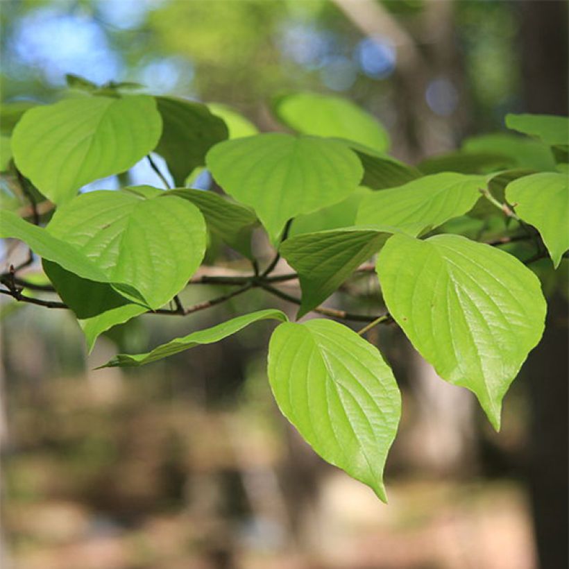Cornus florida - Flowering Dogwood (Foliage)