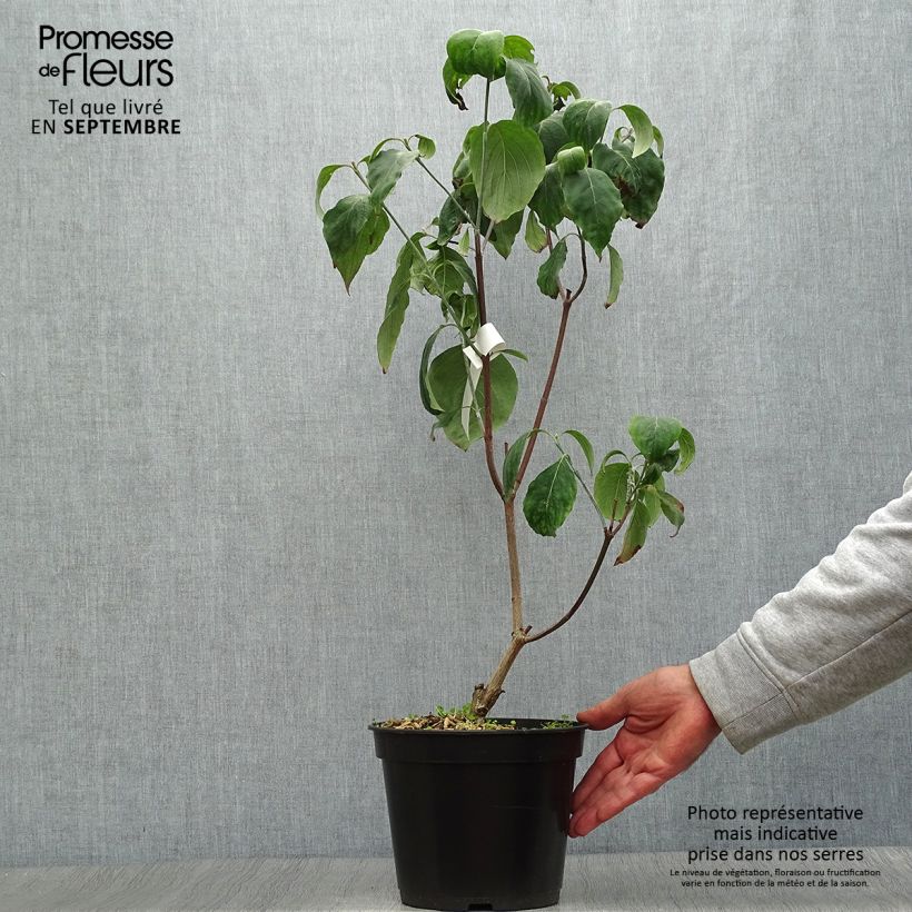 Cornus florida Cherokee Chief - Flowering Dogwood 4L/5L pot sample as delivered in autumn