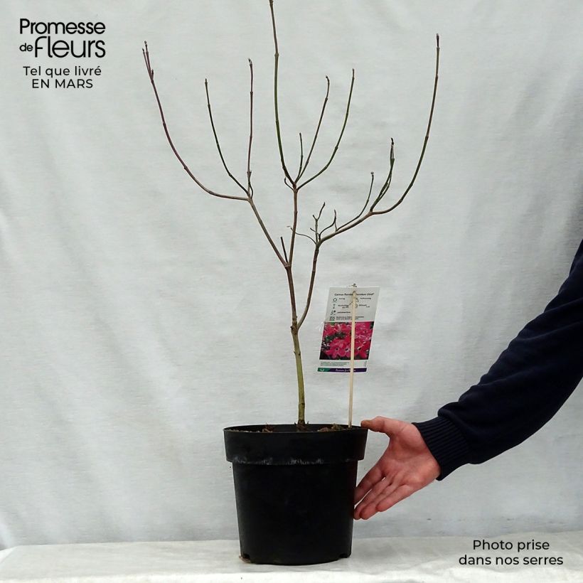 Cornus florida Cherokee Chief - Flowering Dogwood sample as delivered in spring