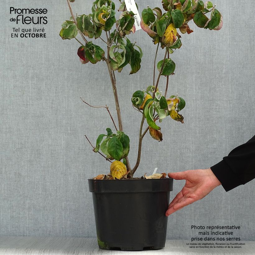Cornus florida Cherokee Chief - Flowering Dogwood 7.5L/10L pot sample as delivered in autumn