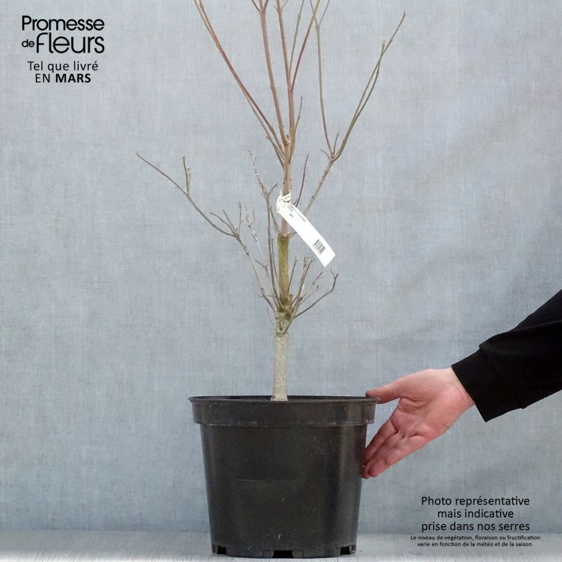 Cornus florida Cloud Nine - Flowering Dogwood sample as delivered in spring