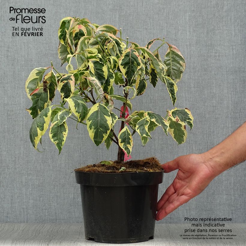 Cornus florida Firebird - Flowering Dogwood 4L/5L pot sample as delivered in autumn
