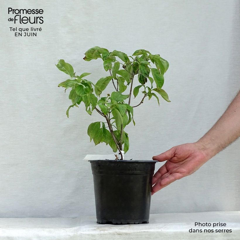 Cornus florida Rubra - Flowering Dogwood 4L/5L pot sample as delivered in summer