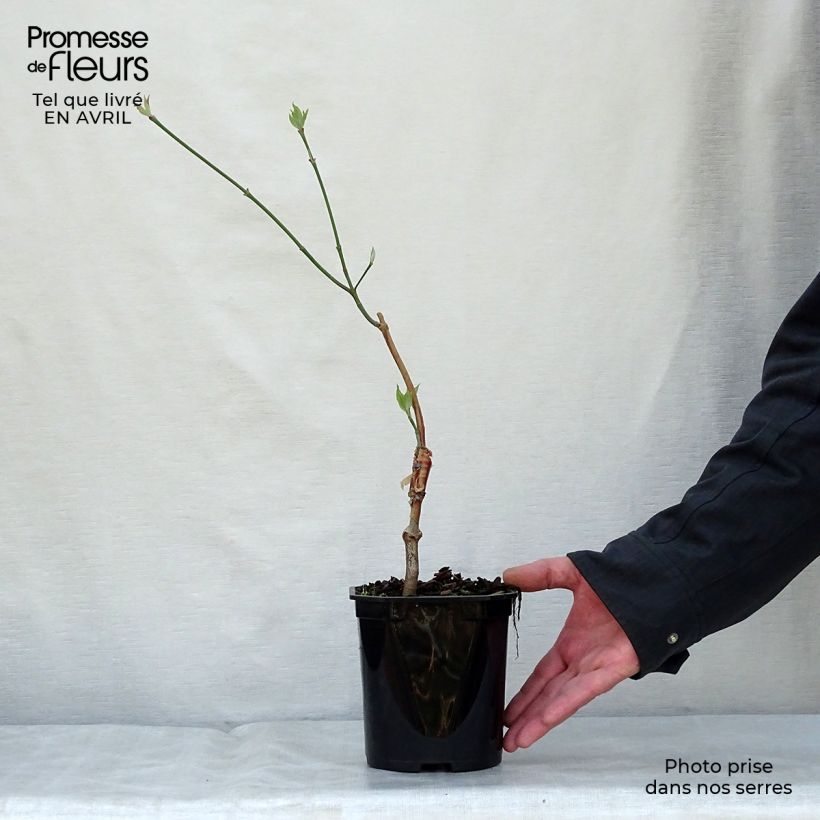 Cornus florida subsp. urbiniana - Flowering Dogwood sample as delivered in spring