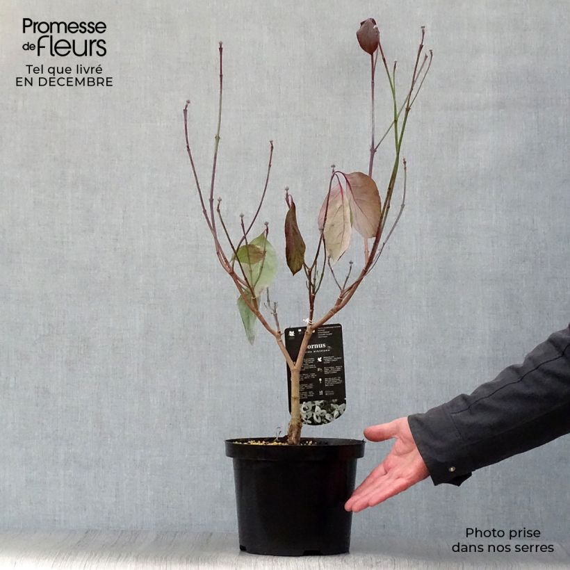Cornus florida subsp. urbiniana - Flowering Dogwood 2L/3L pot sample as delivered in winter