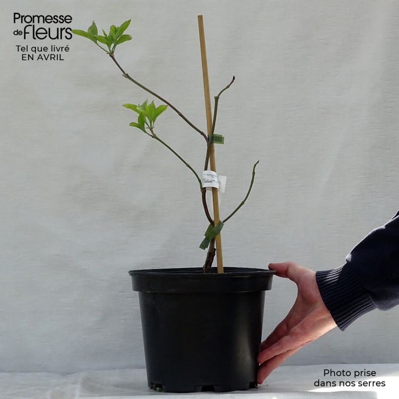 Cornus florida Cherokee Chief - Flowering Dogwood 2L/3L pot sample as delivered in spring
