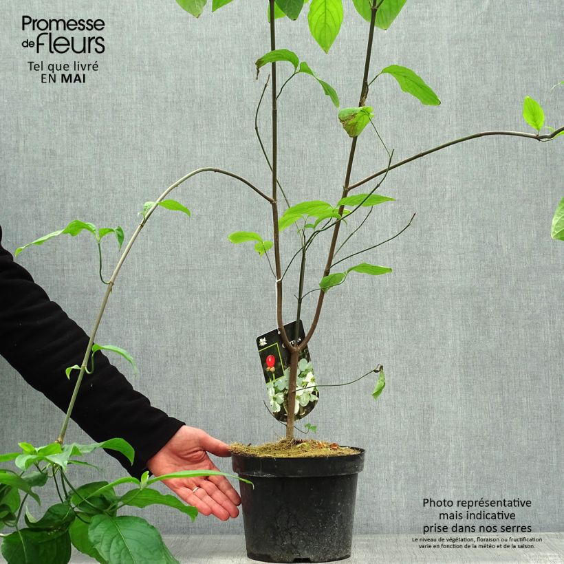 Flowering Dogwood - Cornus florida 2L/3L pot sample as delivered in spring