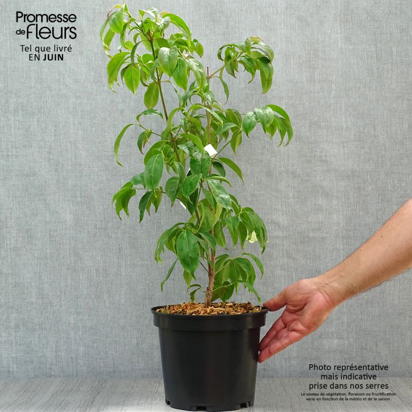 Cornus hongkongensis - Hong Kong Dogwood 2L/3L pot sample as delivered in summer