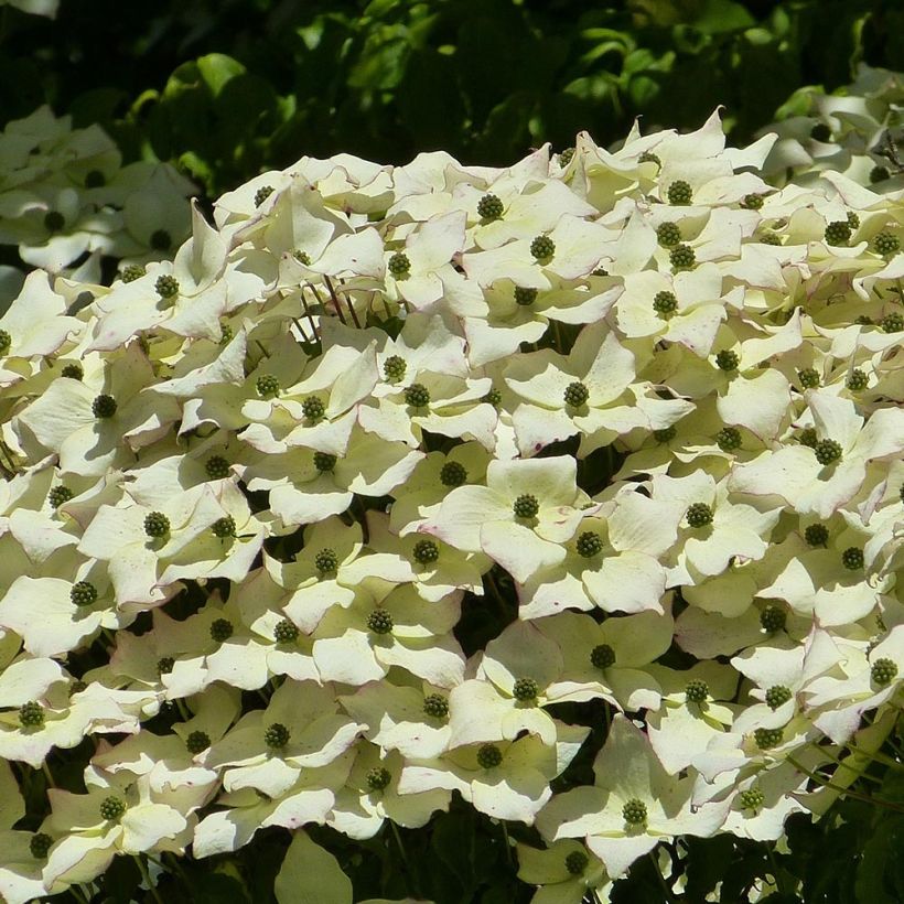 Cornus kousa - Flowering Dogwood (Flowering)
