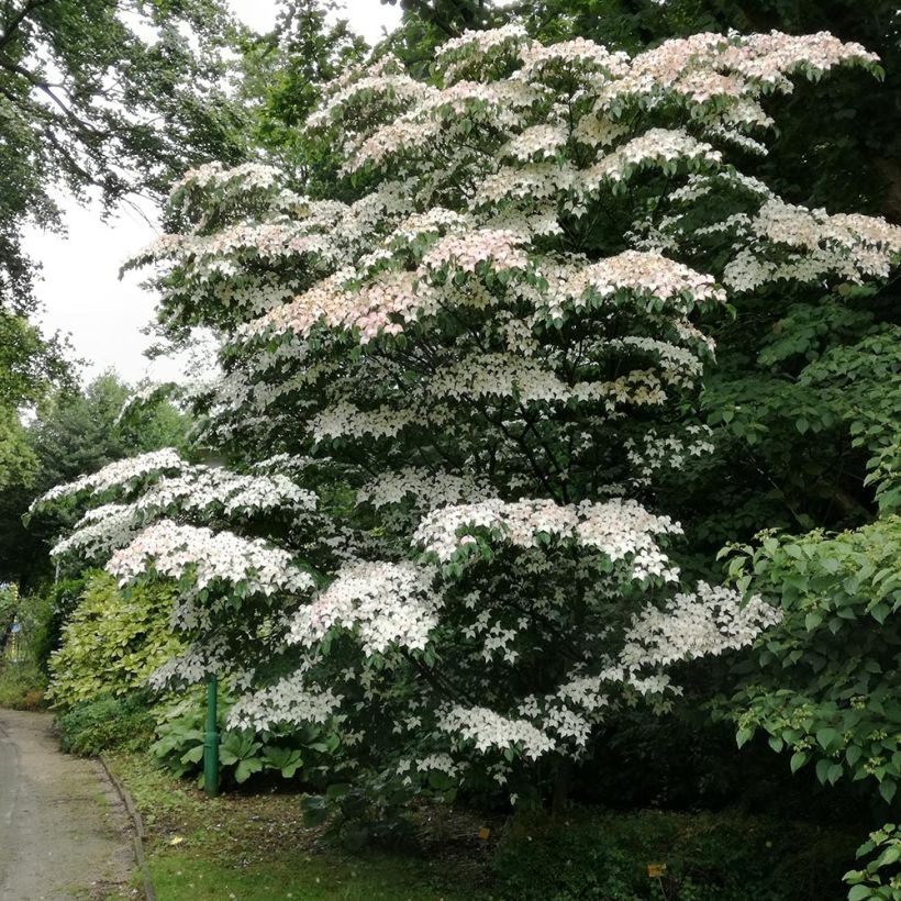 Cornus kousa - Flowering Dogwood (Plant habit)