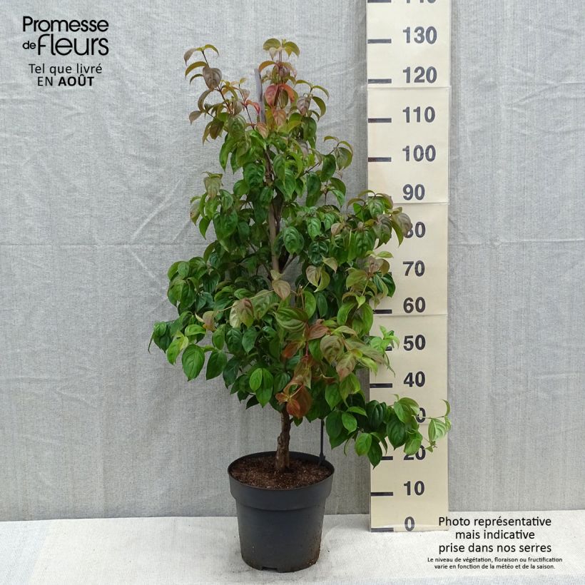 Cornus Blooming Pink Tetra - Flowering Dogwood 7.5L/10L pot sample as delivered in summer