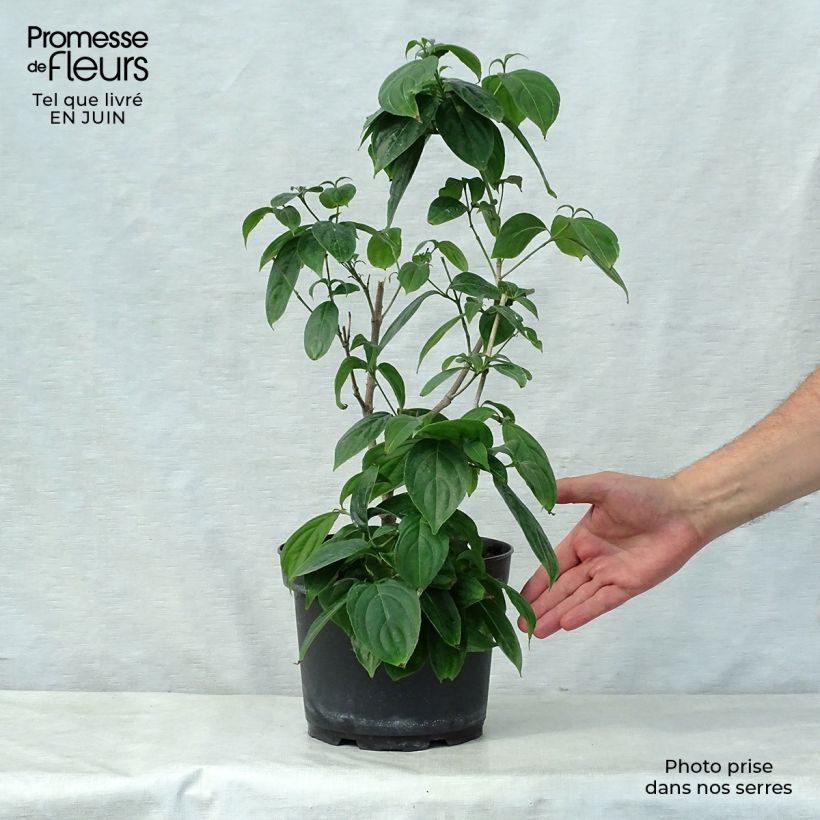 Cornus kousa Cappuccino - Flowering Dogwood 4L/5L pot sample as delivered in summer