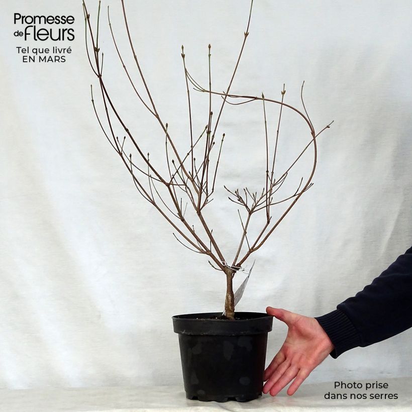 Cornus kousa Cappuccino - Flowering Dogwood sample as delivered in spring