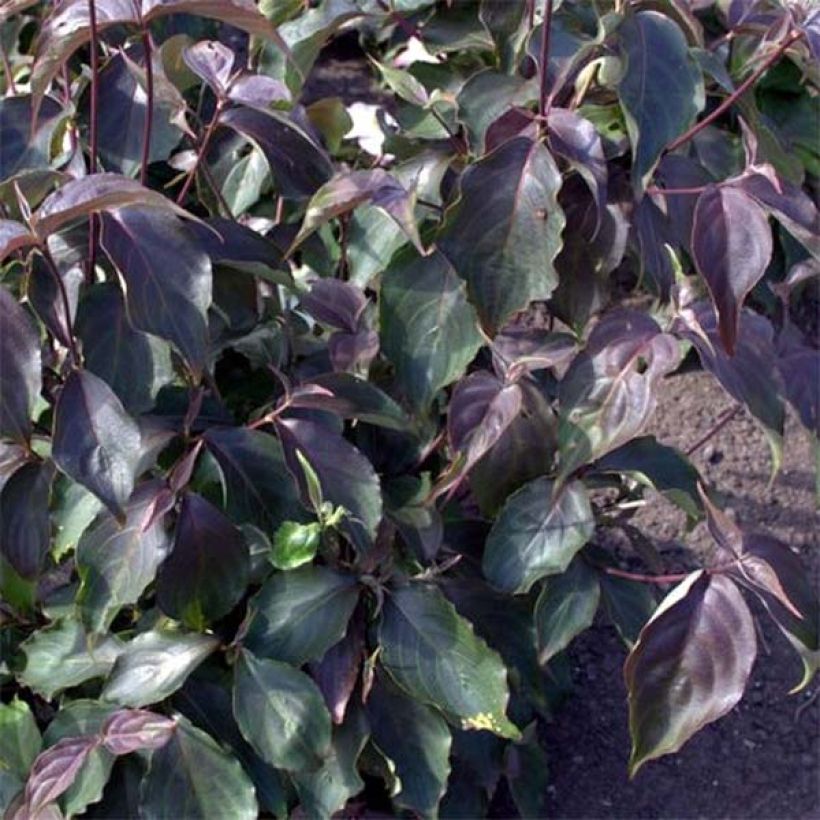 Cornus kousa Cappuccino - Flowering Dogwood (Foliage)